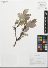 Foto von Salix glauca subsp. stipulifera (Flod. ex Häyrén) Hiitonen